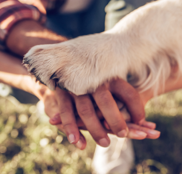 Entrenadora con perro